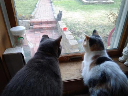 Our Ash and Lucky (RIP baby girl), watching Ash (November 2017)