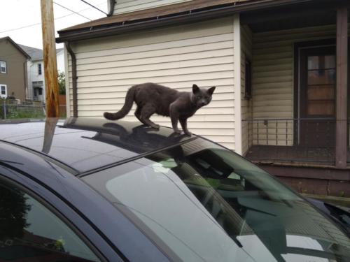 Cat on a hot tin...err...car roof (October 2018)